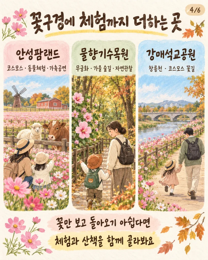 경기도 가을꽃 명소 안성팜랜드·물향기수목원·강매석교공원 나들이 안내