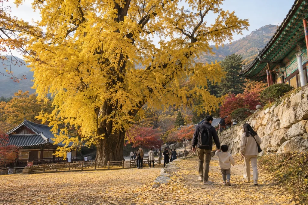가을 단풍이 물든 양평 용문산관광지와 산책길