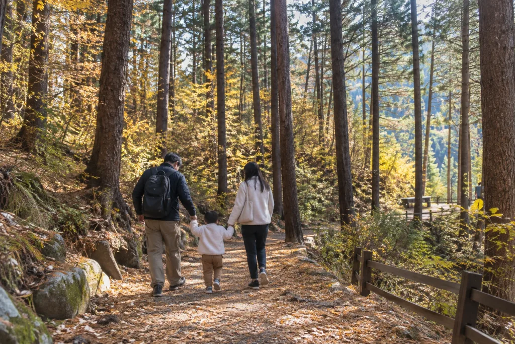잣나무 숲 사이로 이어지는 가평 잣향기푸른숲 산책길
